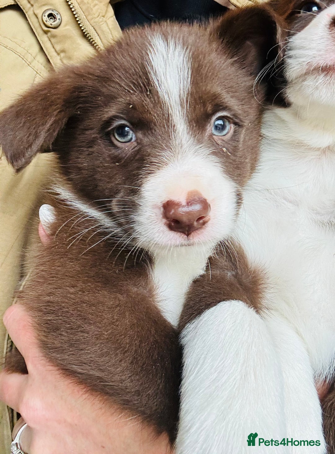 Border Collie dogs for sale: Pure Bred Border Collie Puppies For Sale - Image 18