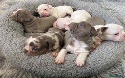 Mixed Breed dogs for sale: Last Beautiful Pink Frenchton Boy Pup Available  - Image 26