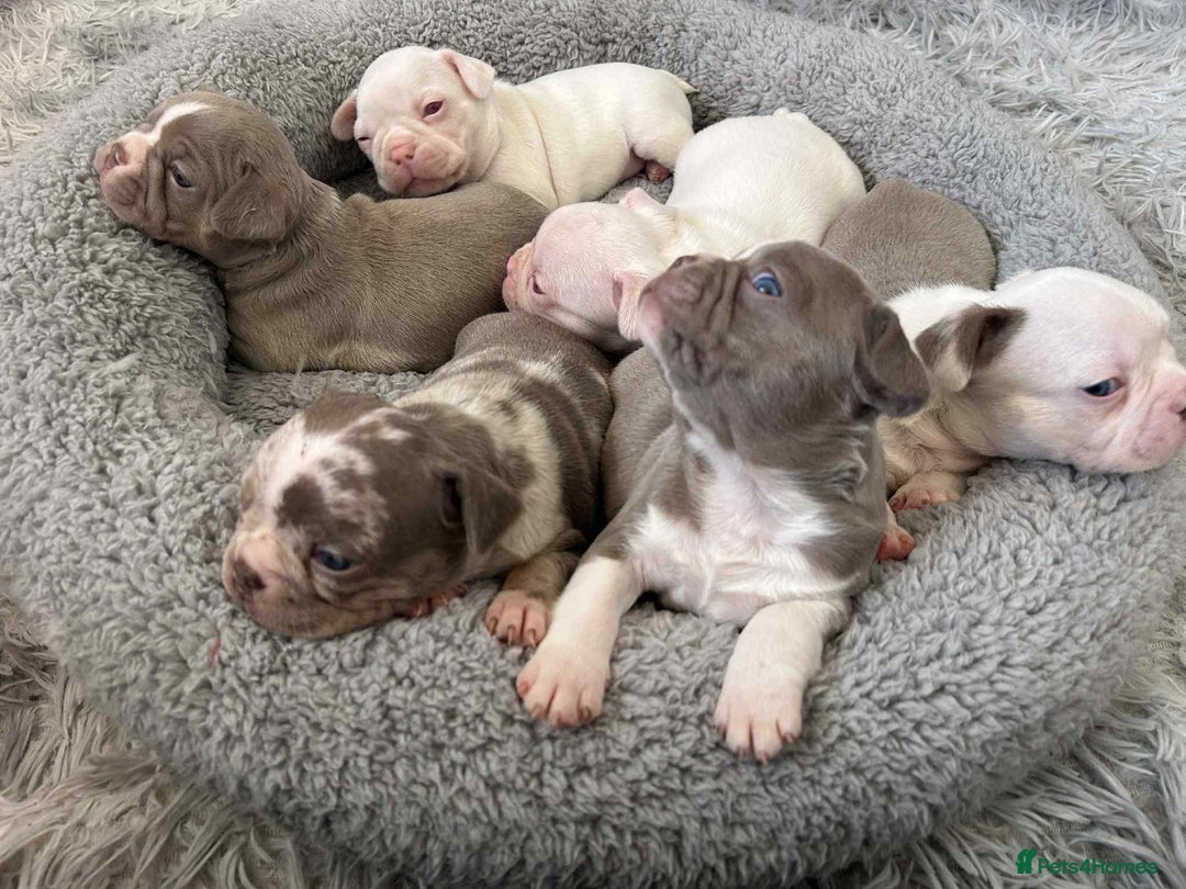 Mixed Breed dogs for sale: Last Beautiful Pink Frenchton Boy Pup Available  - Image 26