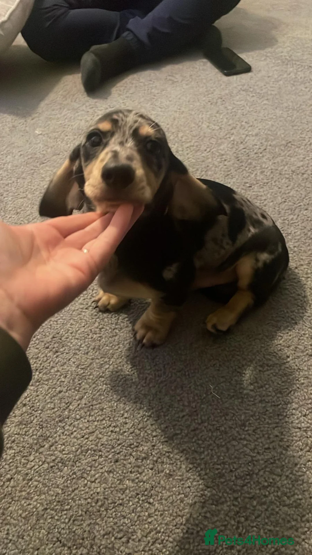 Miniature Dachshund dogs for sale: Male silver dapple  - Advert 1