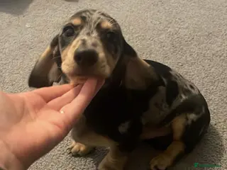 Miniature Dachshund dogs Male silver dapple - Advert 4