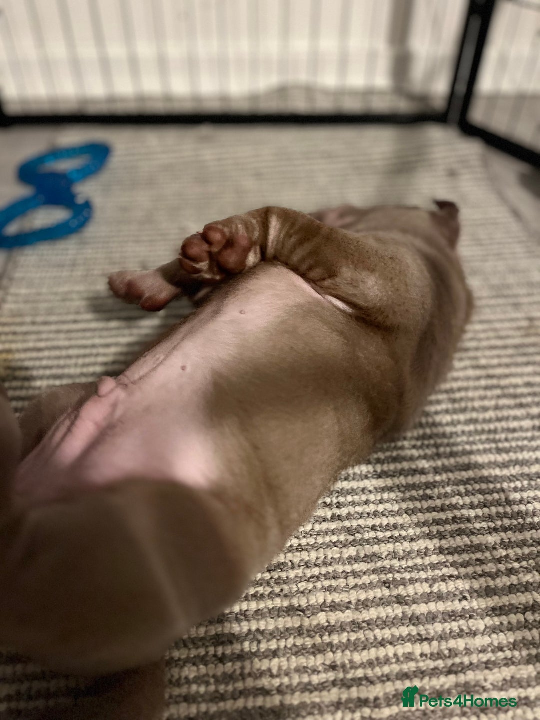 Shar Pei dogs for sale: Sharpei puppies - Advert 5