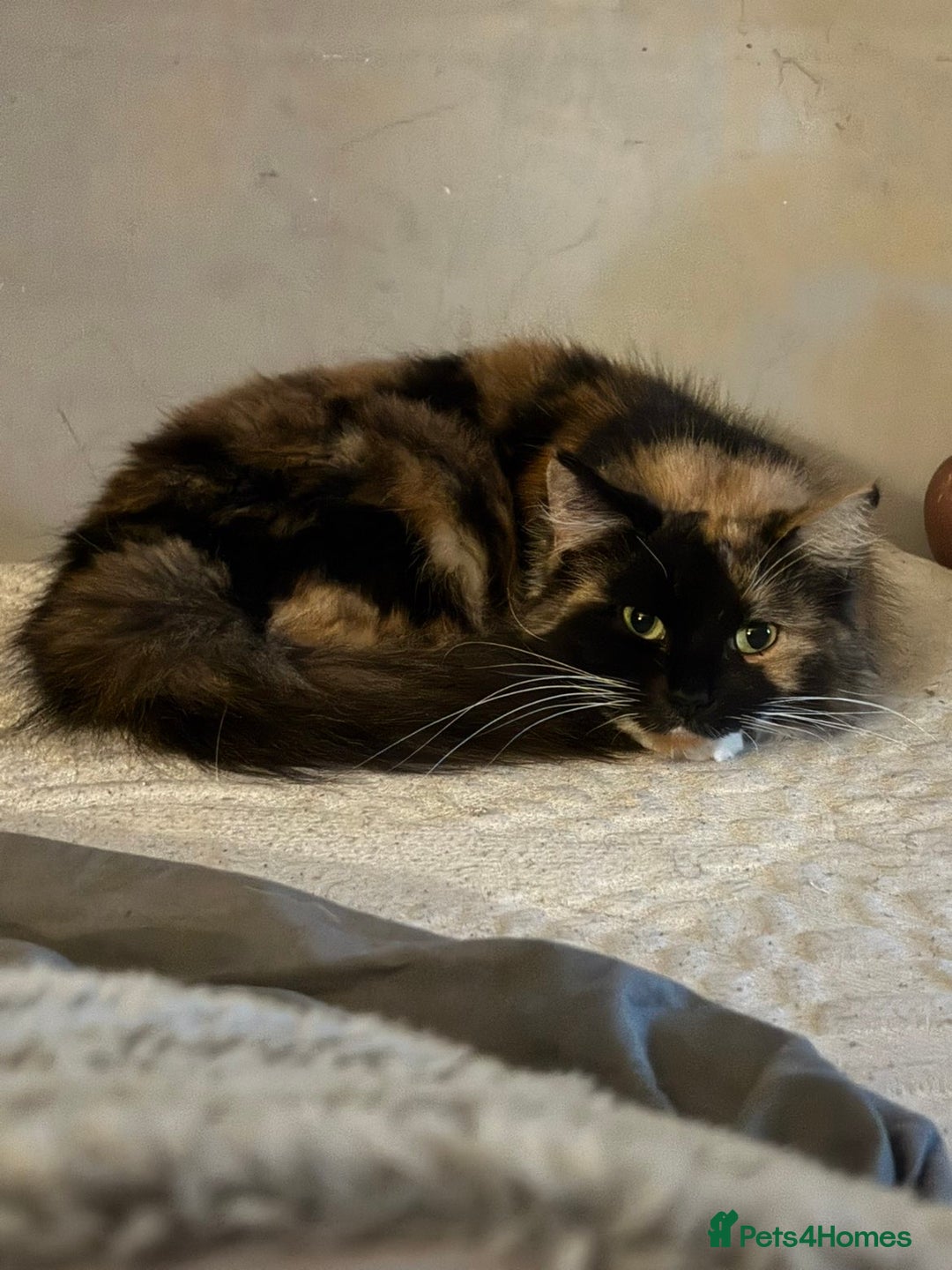 Mixed Breed cats for sale: Fluffy  - Advert 1