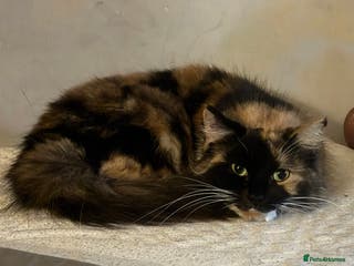 Mixed Breed cats Fluffy - Advert 12