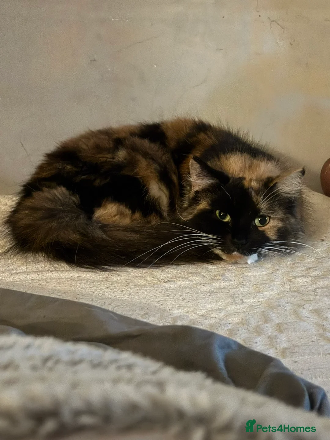 Mixed Breed cats for sale: Fluffy  - Advert 1