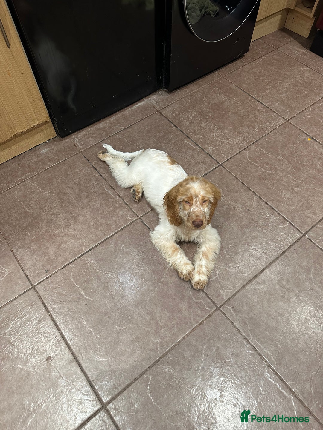 Cocker Spaniel dogs for sale: Beautiful cocker spaniel boy  6 months old  - Advert 5