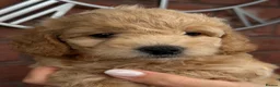 Cavapoochon dogs for sale: Lovely puppies looking for good home  - Advert 26