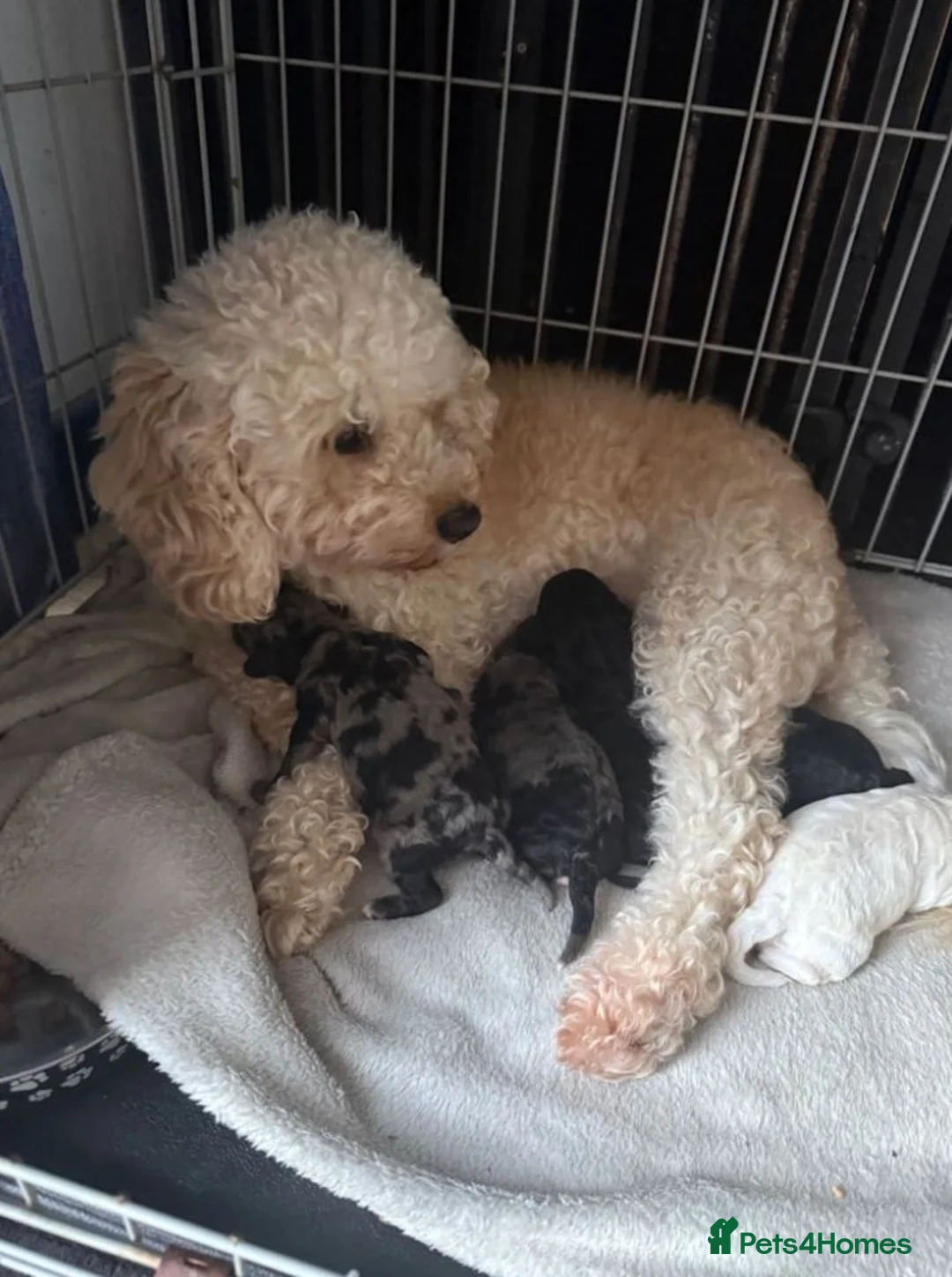 Shihpoo dogs for sale: Adorable Shihpoo Puppies Ready for Loving Homes in Leicester - Advert 2