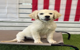Golden Retriever dogs for sale: Advanced trained golden retriever  - Image 1