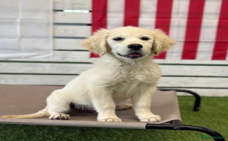 Golden Retriever dogs - Advert 1