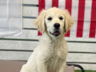 Golden Retriever dogs - Advert 20