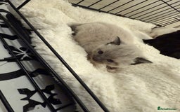 Domestic Shorthair cats for sale: 6 Male Domestic Shorthair kittens for sale!! - Advert 4