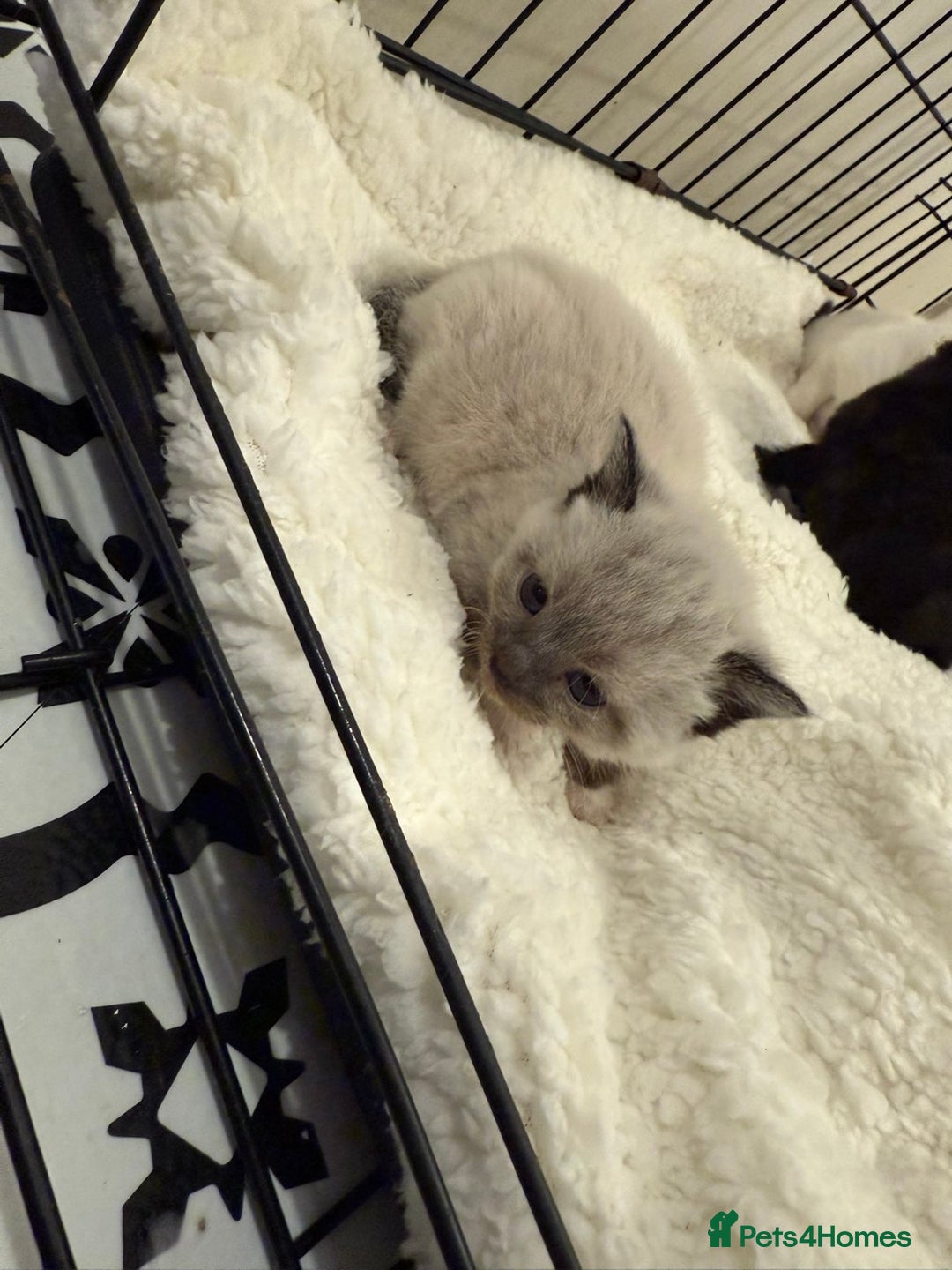 Domestic Shorthair cats for sale: 6 Male Domestic Shorthair kittens for sale!! - Advert 4