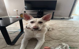 German Shepherd dogs for sale: Regina - Image 3
