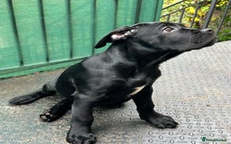 Cane Corso dogs for sale: Cane corso  - Image 3