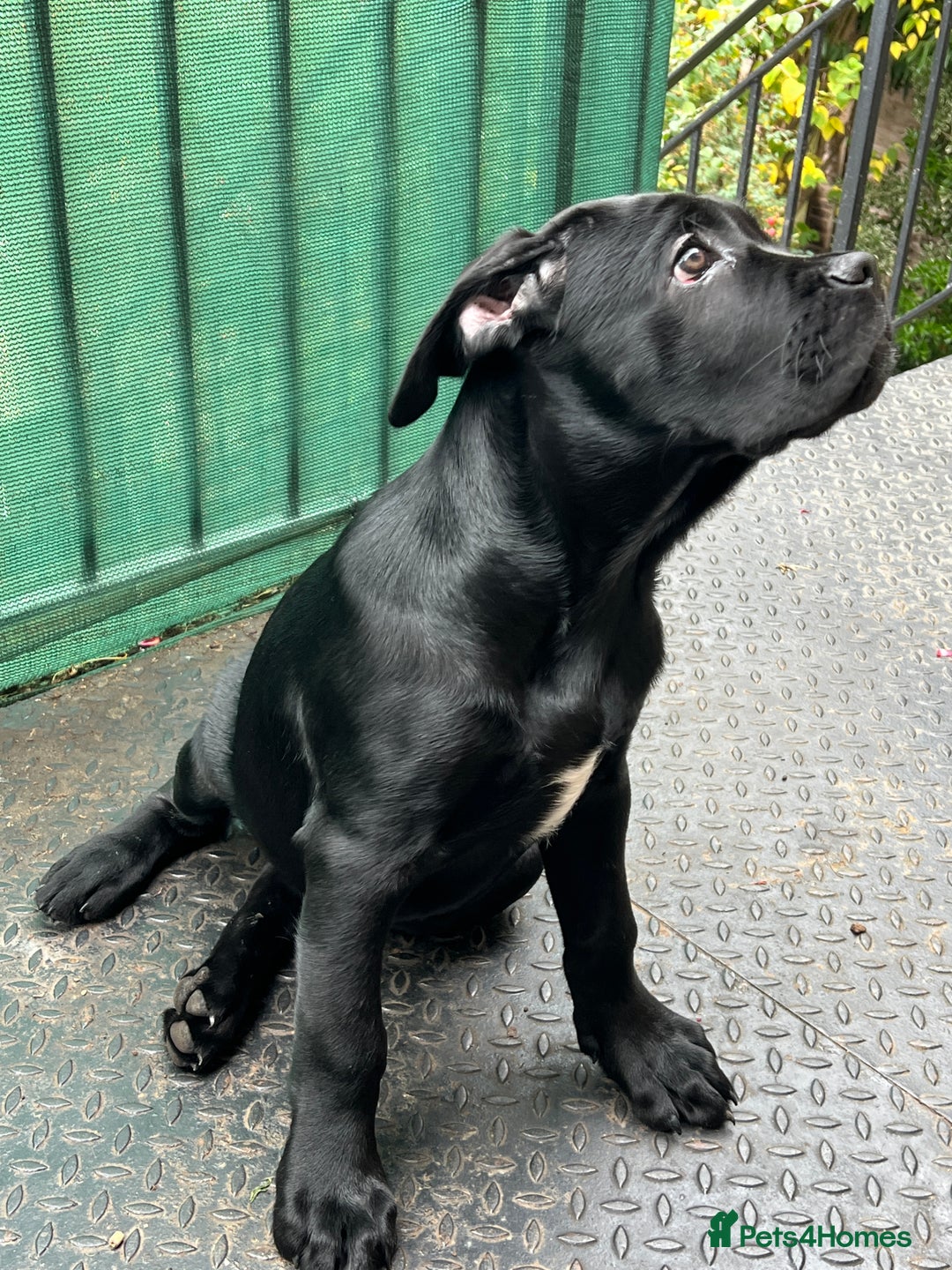Cane Corso dogs for sale: Cane corso  - Image 3