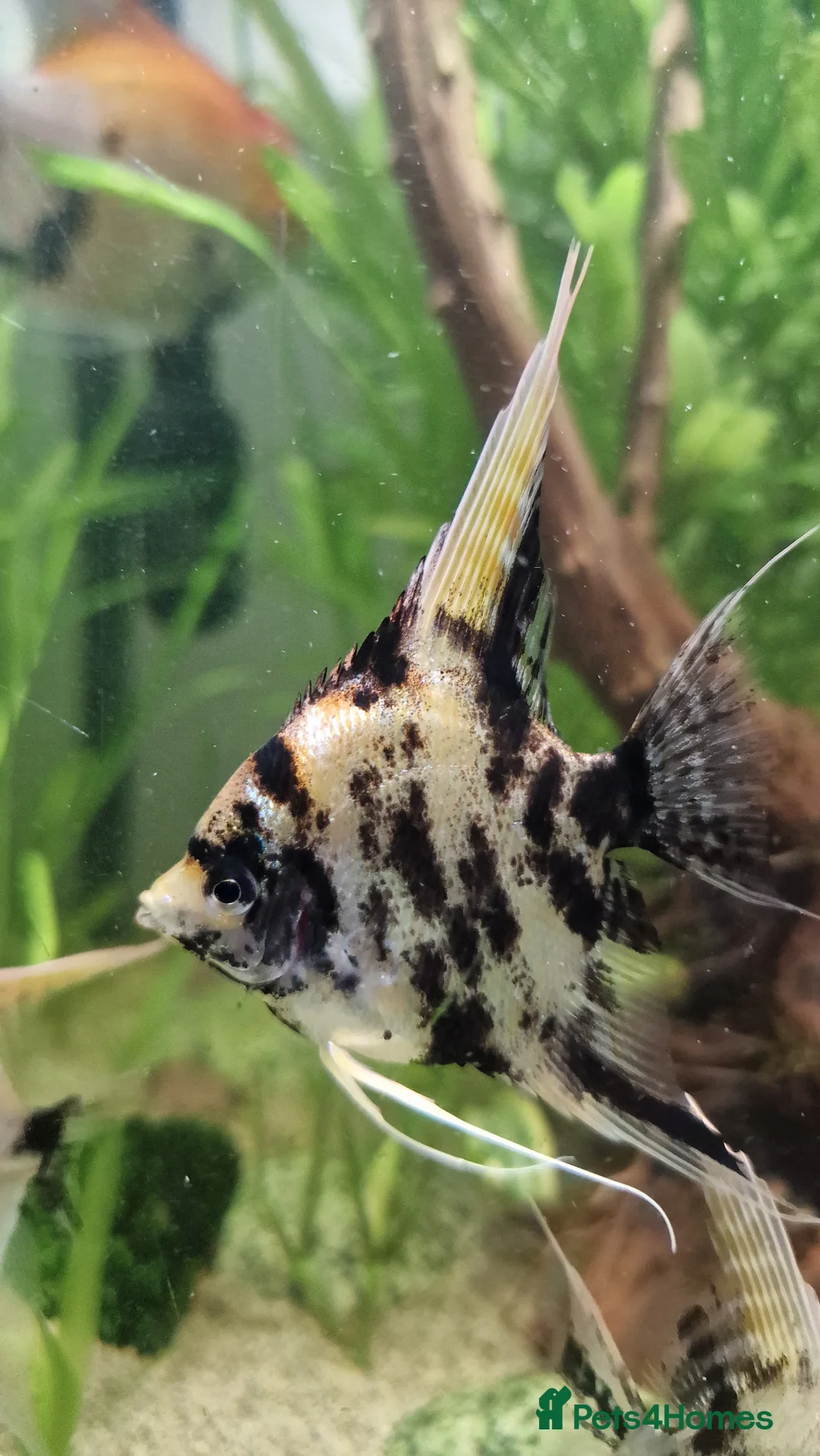 Angelfish fish for sale: Koi & Golden Marble Angelfish - Advert 17