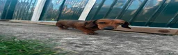 Dachshund dogs for sale: Dachshund for rehoming - Advert 4