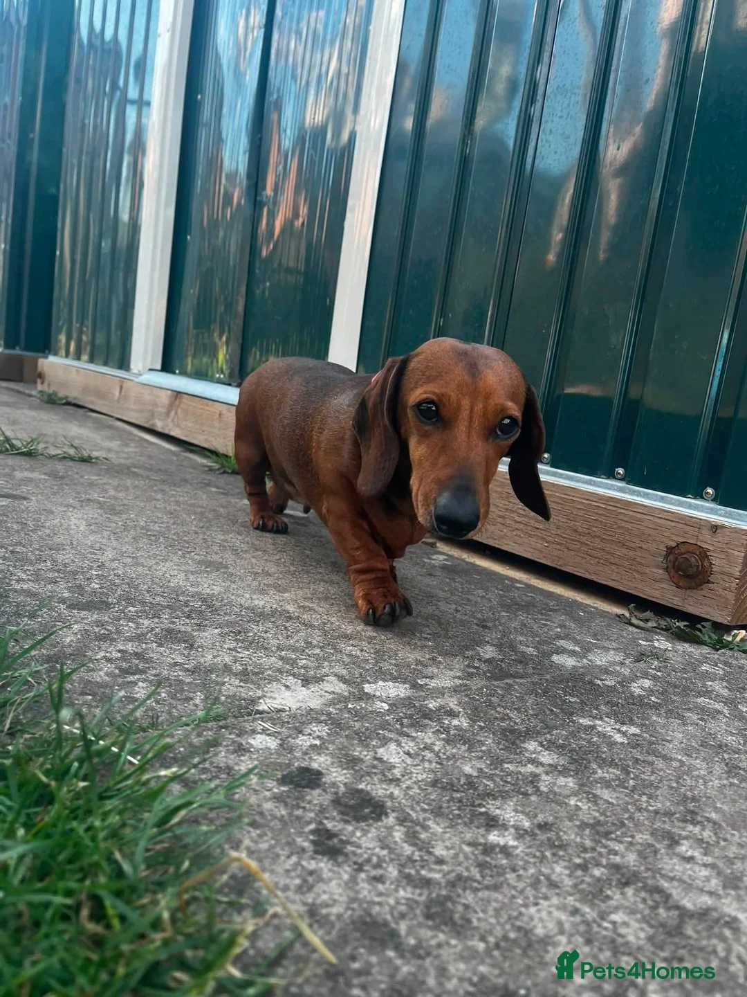 Dachshund dogs for sale: Dachshund for rehoming - Advert 4
