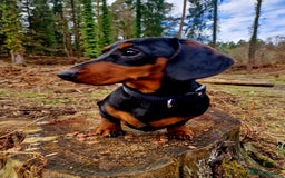 Miniature Dachshund dogs for sale: Male Miniature Dachsund - Image 4