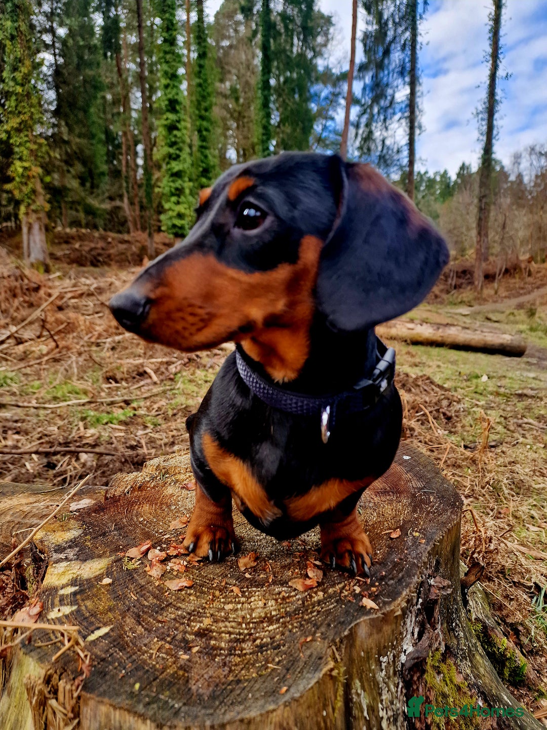 Miniature Dachshund dogs for sale: Male Miniature Dachsund - Image 4