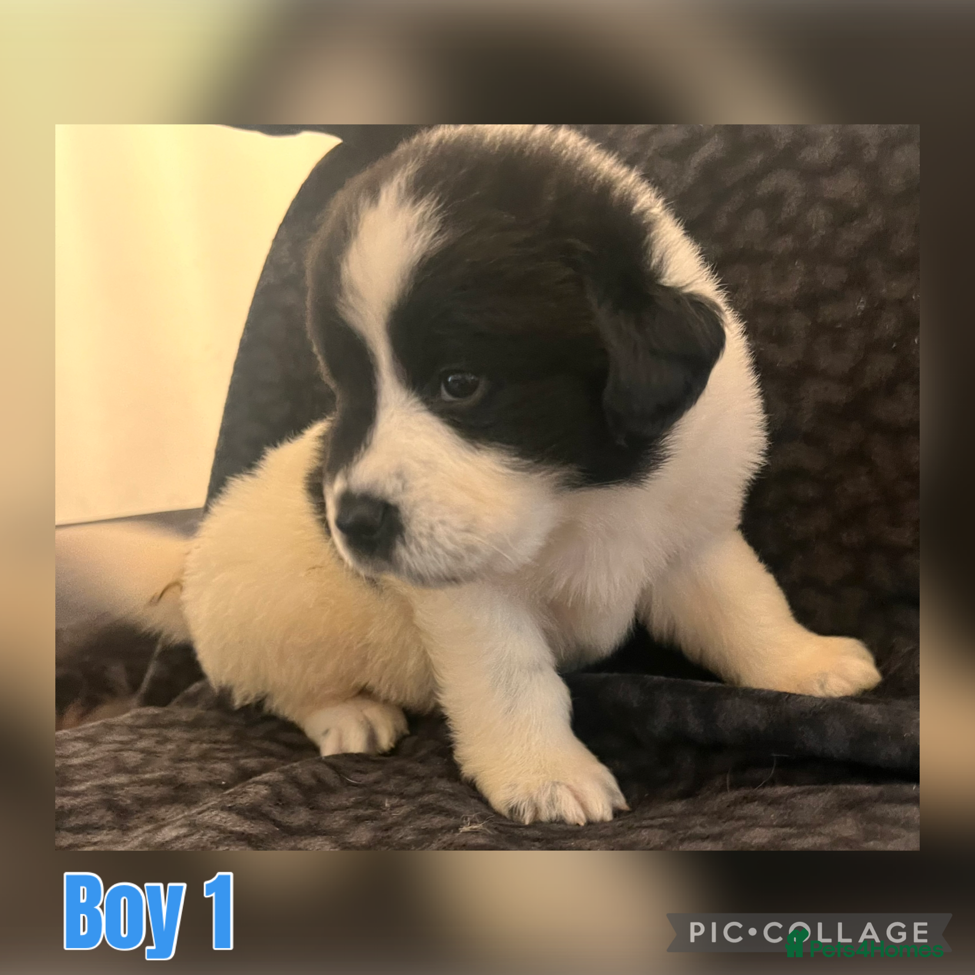 Mixed Breed dogs for sale: Black & landseer Newfoundland puppies  - Advert 38