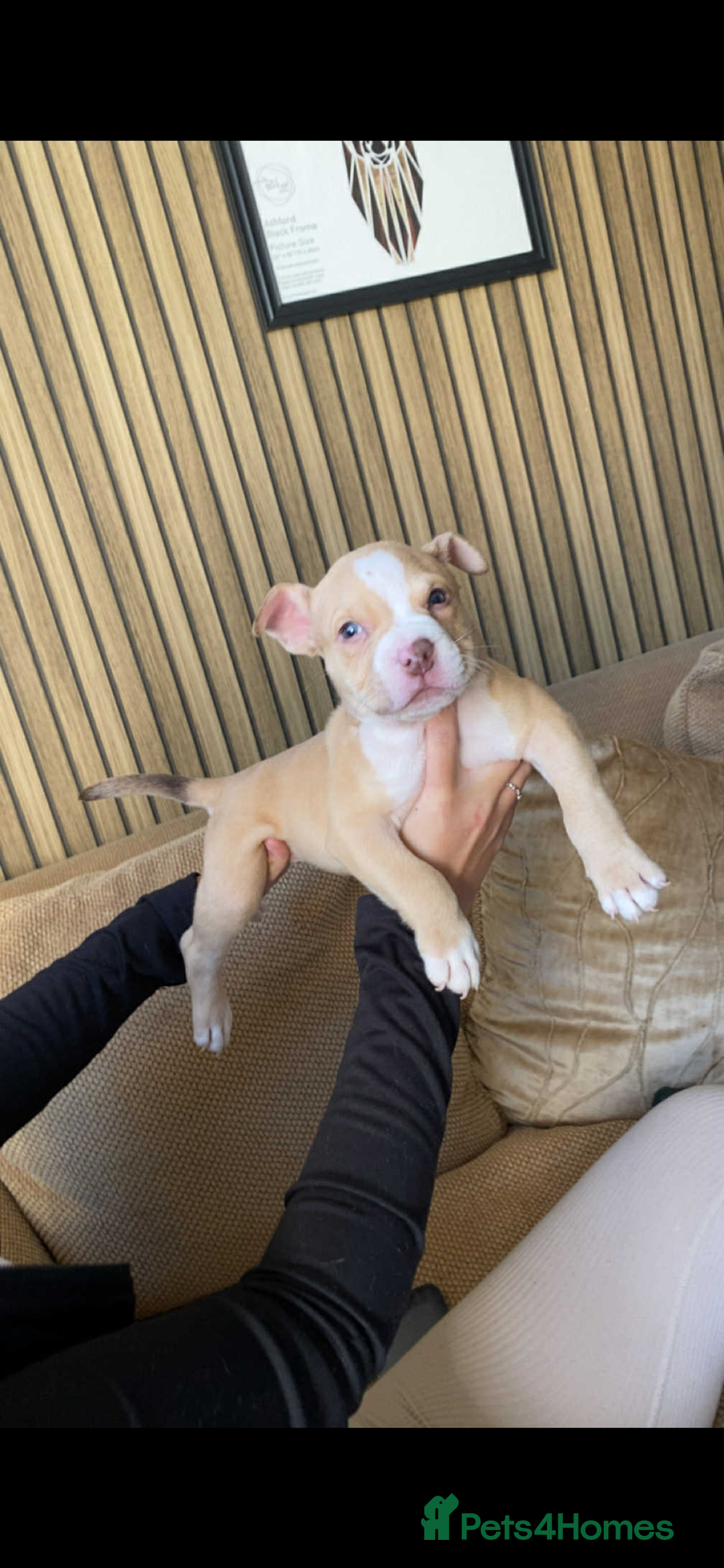 American Bully dogs for sale: 6 stunning American bully’s for sale  - Image 3