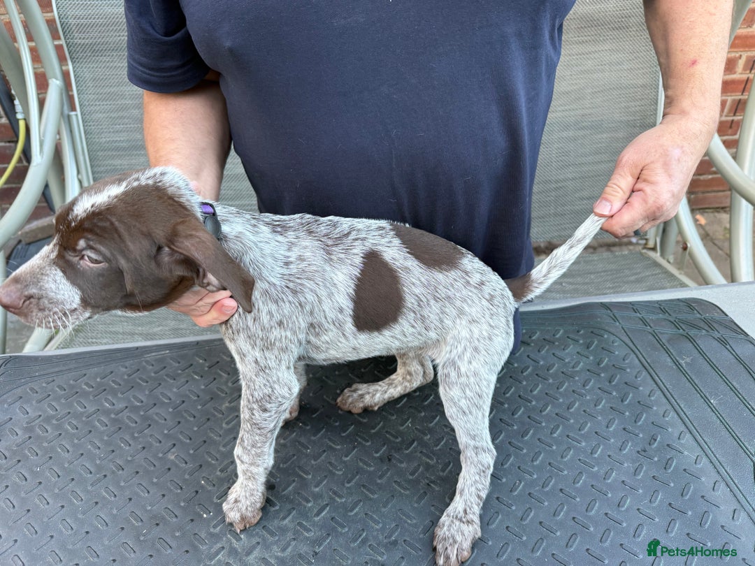 Mixed Breed dogs for sale: German shorthair pointer/wirehairpointer - Image 31