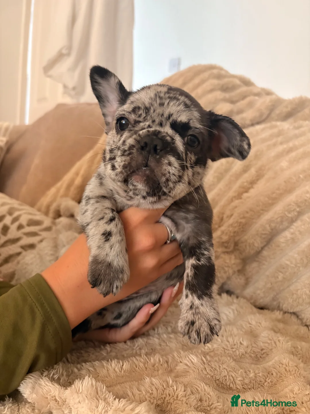 French Bulldog dogs for sale: Pink french bulldog - Advert 2