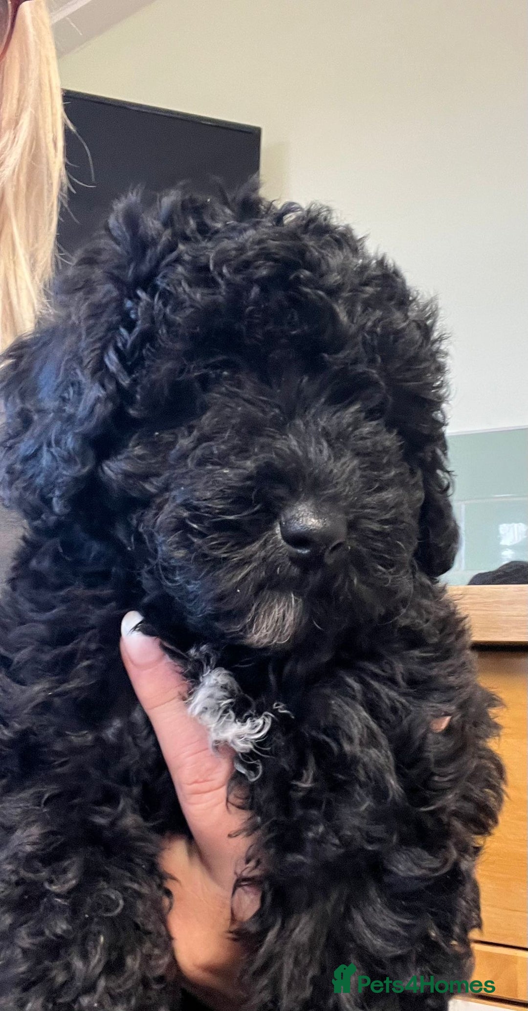 Cockapoo dogs for sale: Ready now Stunning cockatoo little girl  - Advert 5