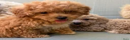 Mixed Breed dogs for sale: Rare Stunning Toy Cavapooshon Family Bred Puppies in Maidstone - Advert 17