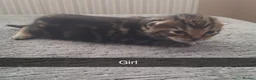 Bengal cats for sale: Bengal mix babies  - Advert 4