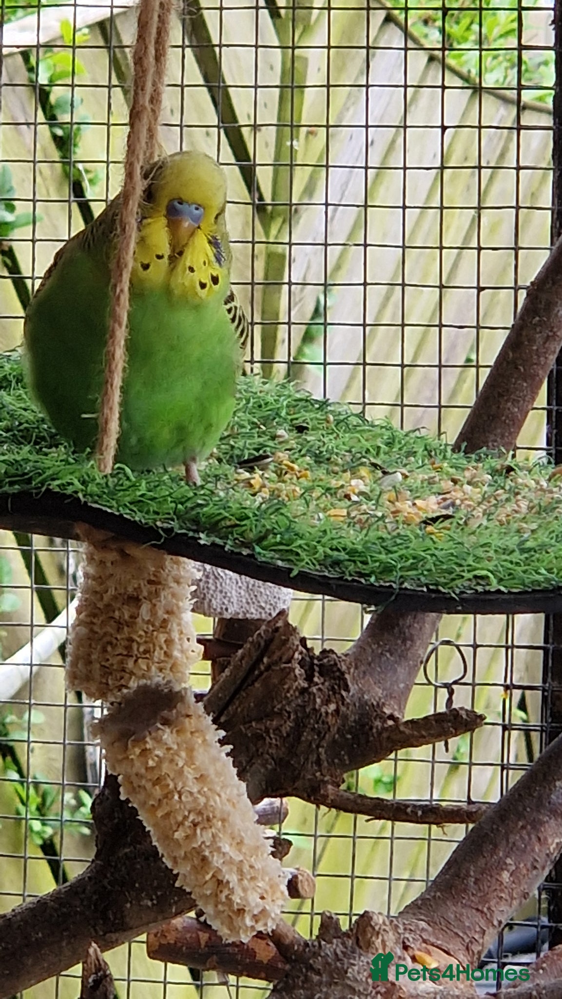 Budgerigars birds 2x female budgies 12 weeks old ready now - Advert 16
