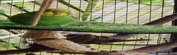 Budgerigars birds for sale: 2x female budgies 12 weeks old ready now - Advert 1