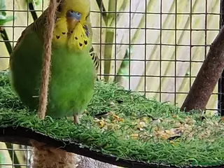 Budgerigars birds 2x female budgies 12 weeks old ready now - Advert 10