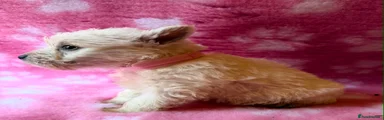 West Highland Terrier 4