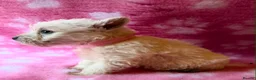 West Highland Terrier dogs for sale: 6 KC Registered West Highland Terrier Puppies  - Advert 3