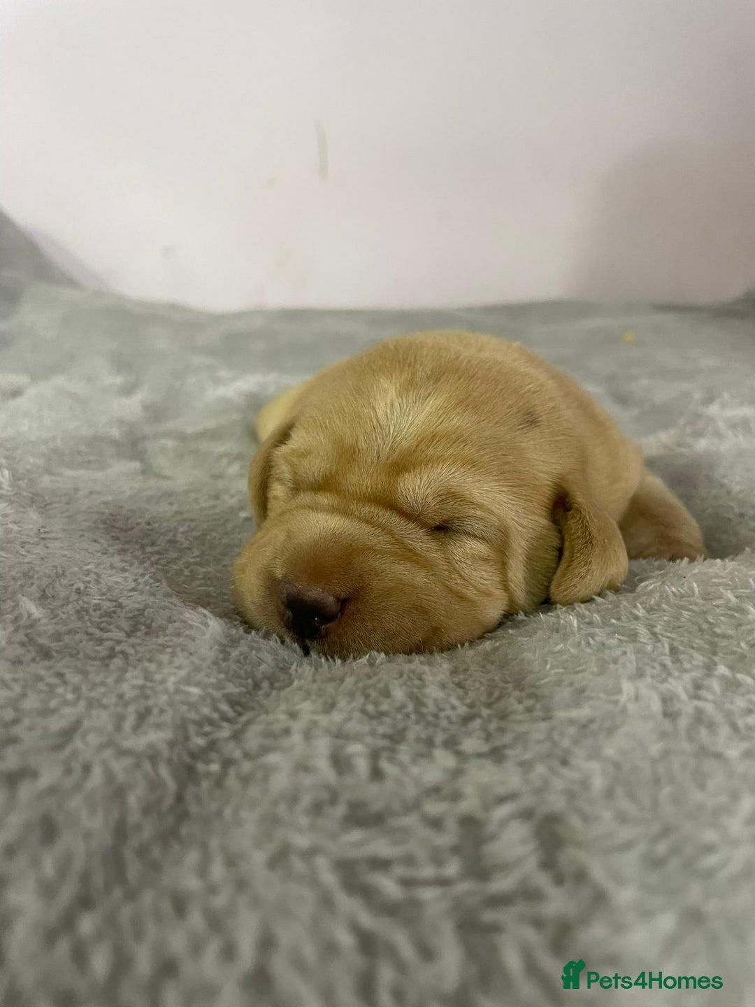 Labrador Retriever dogs for sale: Stunning chunky fox red pups - Advert 5