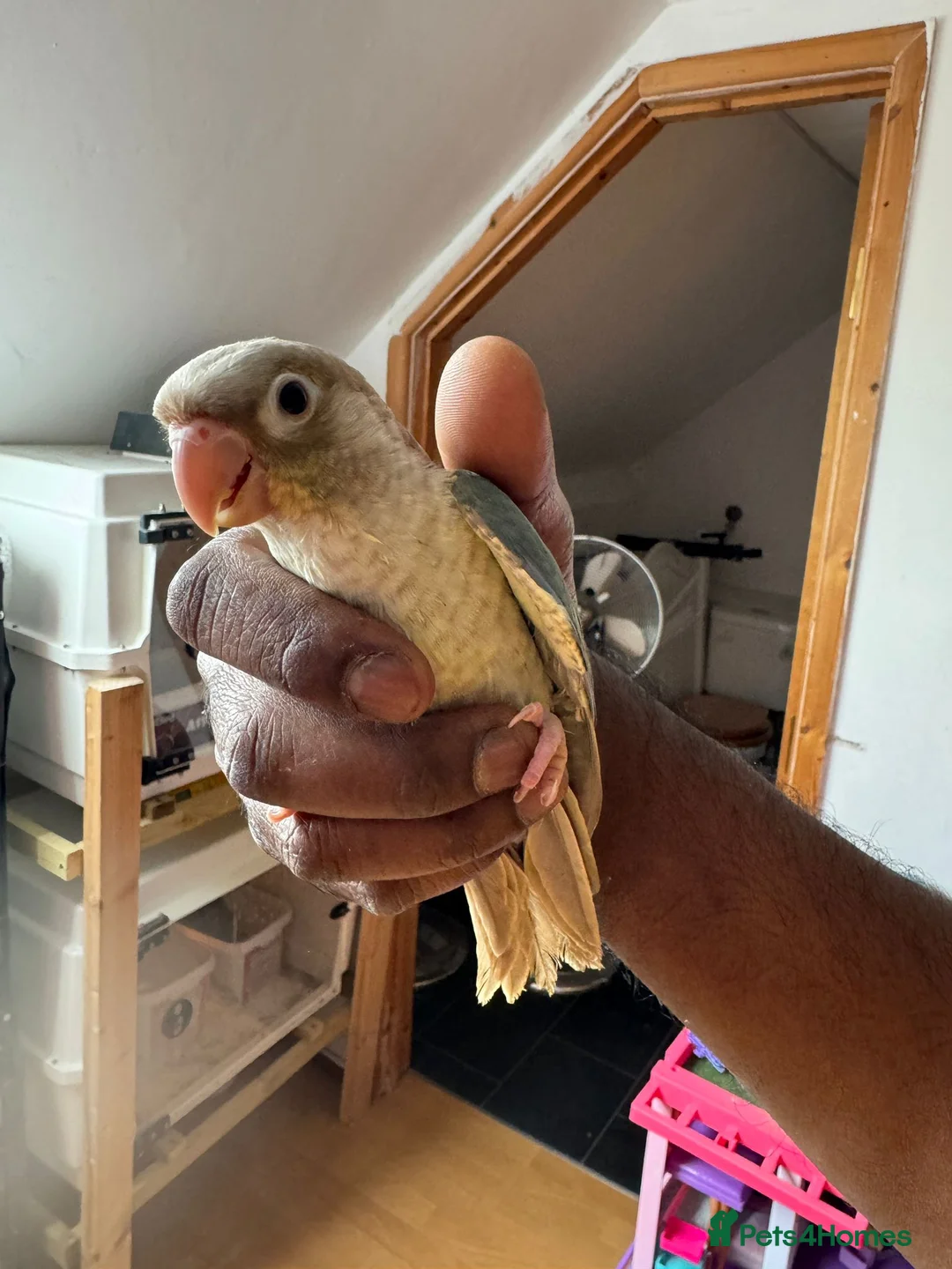 Conures birds for sale: HAND REARED GREEN CHEEKS CONURE  - Advert 9