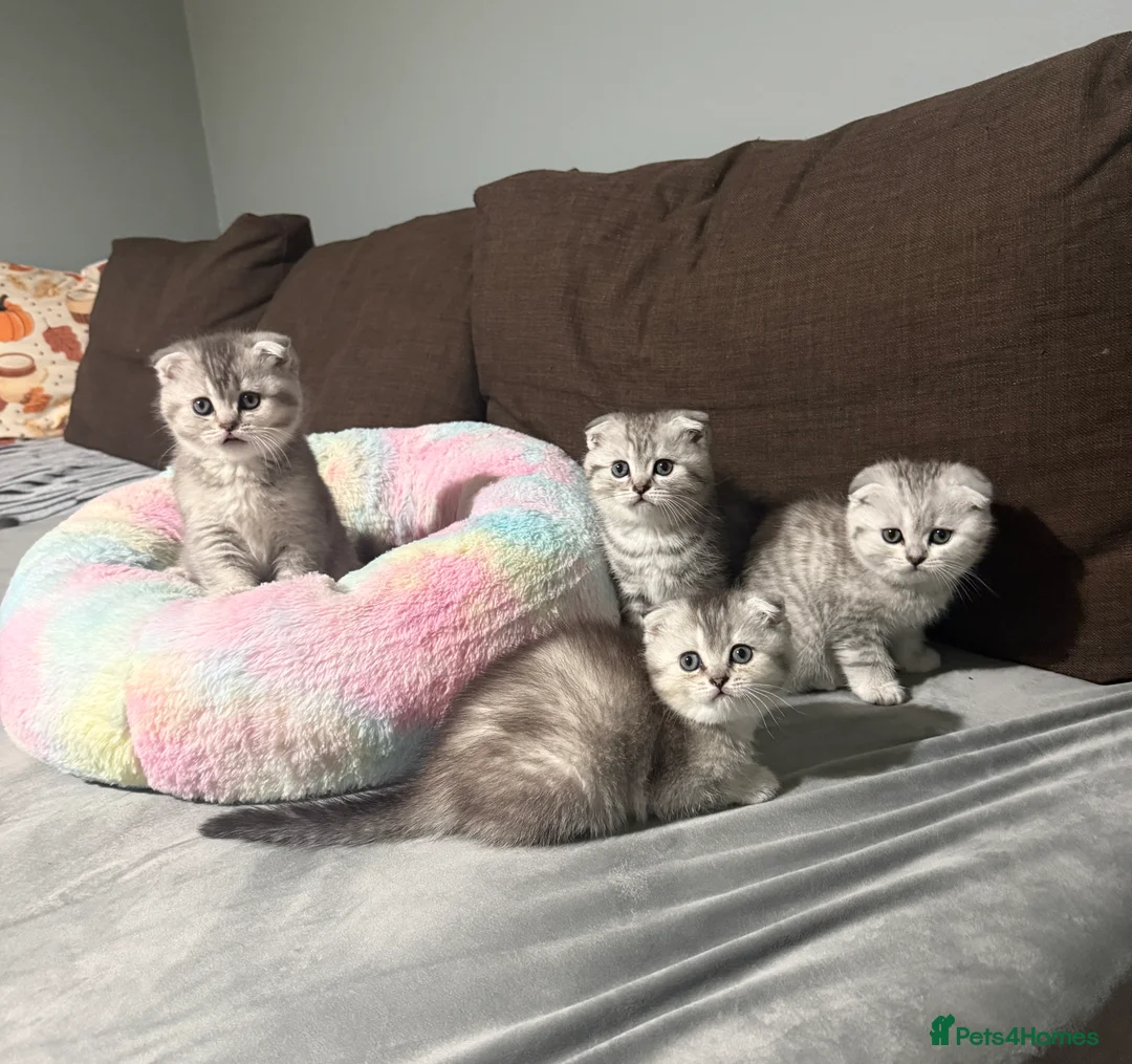 Scottish Fold cats for sale: Adorable Scottish Fold Kittens  🐾 - Advert 3
