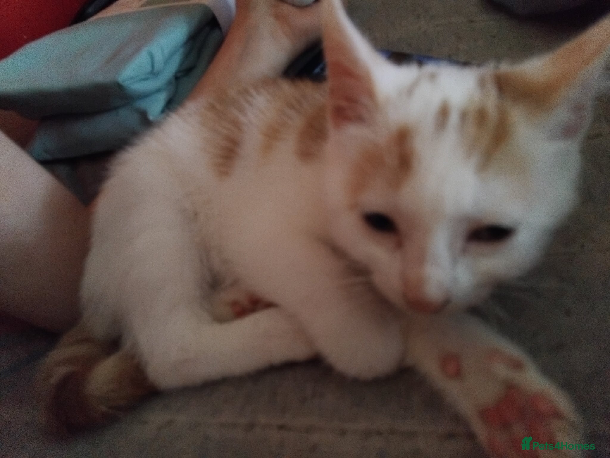 Mixed Breed cats for sale: 6 cute kittens  - Advert 8