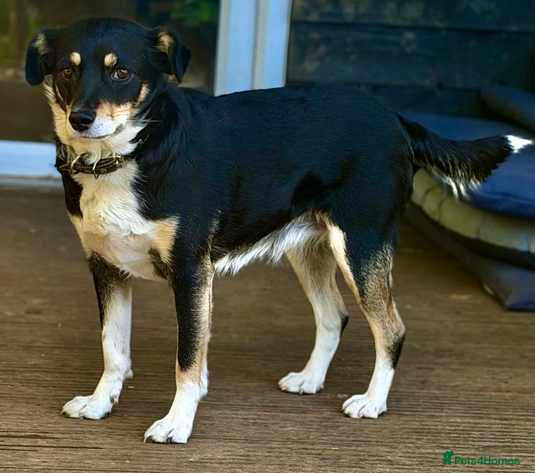 German Shepherd dogs for adoption: 🐾 AGATA – Female German Shepherd 🐾 - Advert 1