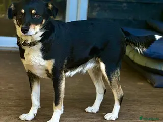 German Shepherd dogs 🐾 AGATA – Female German Shepherd 🐾 - Advert 7