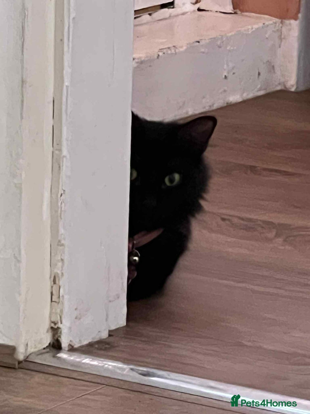 Bombay cats for sale: Two cats to Rehome - Advert 1