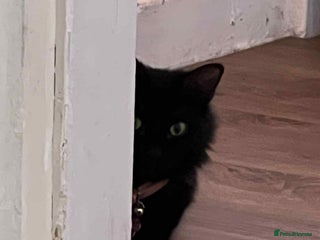 Bombay cats Two cats to Rehome - Advert 8