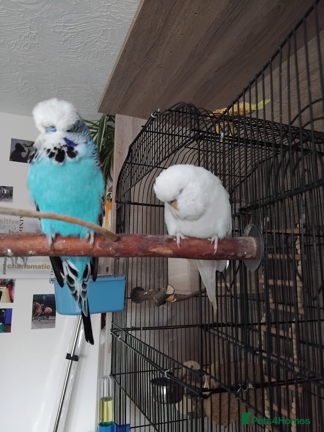 Budgerigars birds for sale: Breeding pair  - Advert 2