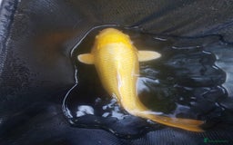 Koi Carp fish for sale: Koi raffle  - Image 5