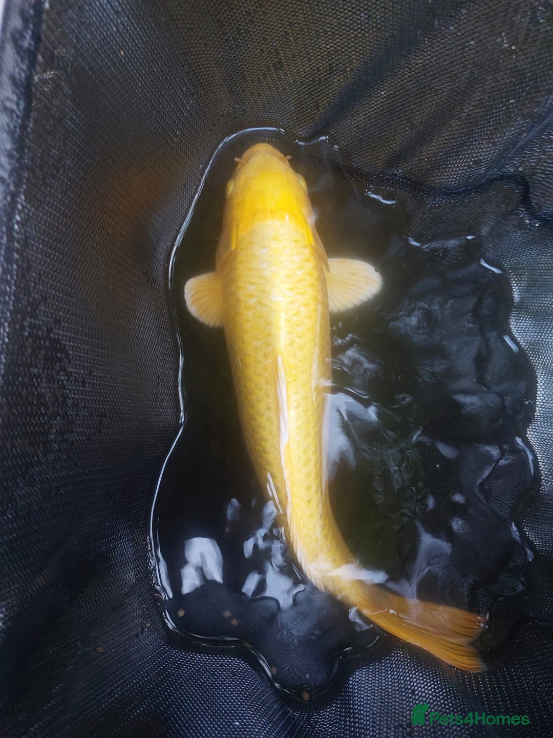 Koi Carp fish for sale: Koi raffle  - Image 5