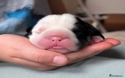 English Bulldog dogs for sale: 🐶🩵 English Bulldog Puppies for Sale 🐾✨ - Image 3