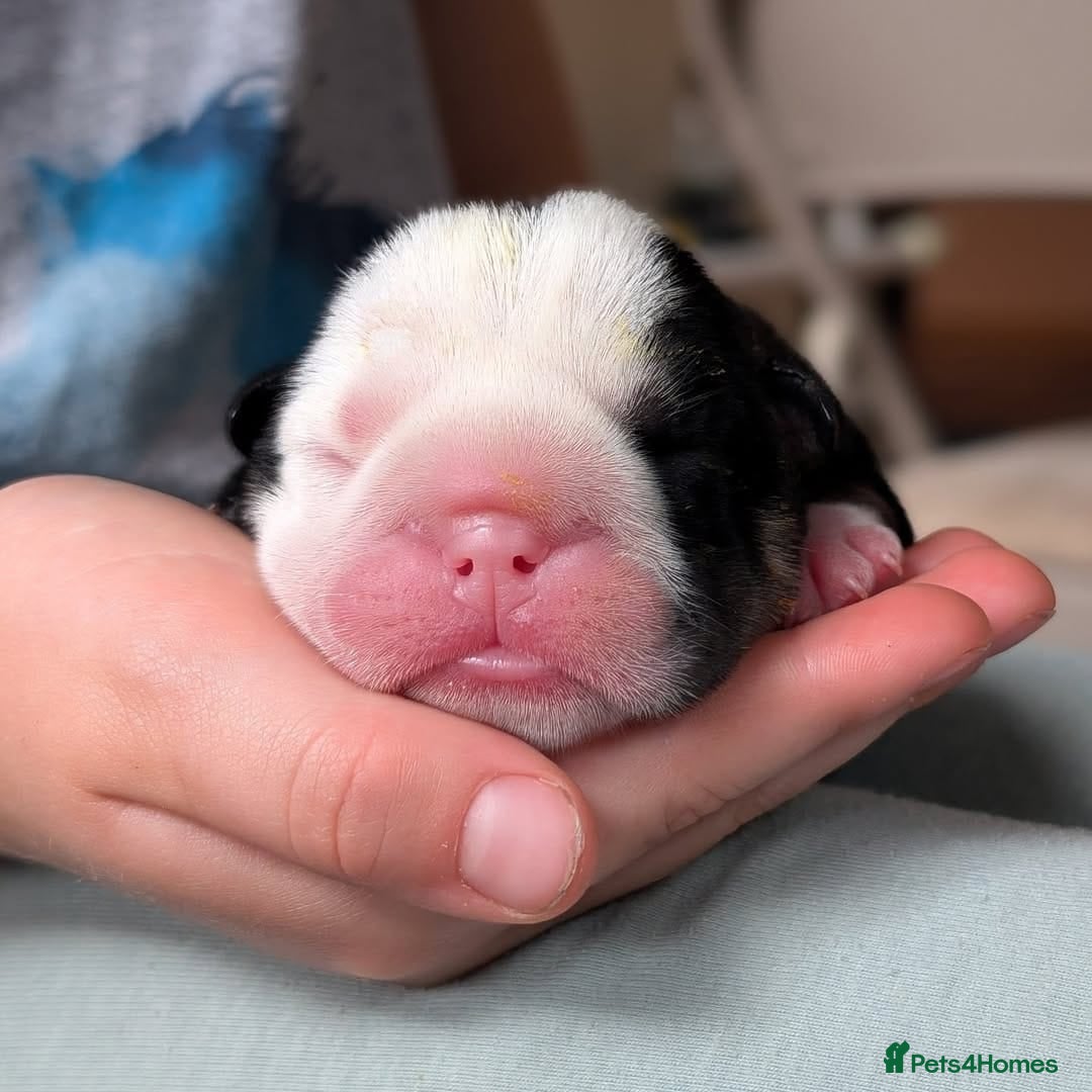 English Bulldog dogs for sale: 🐶🩵 English Bulldog Puppies for Sale 🐾✨ - Image 3
